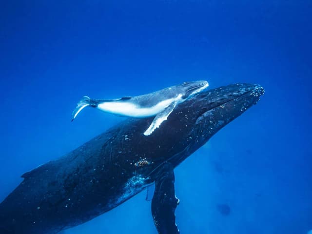 Mirissa-Diving-Activities-Center