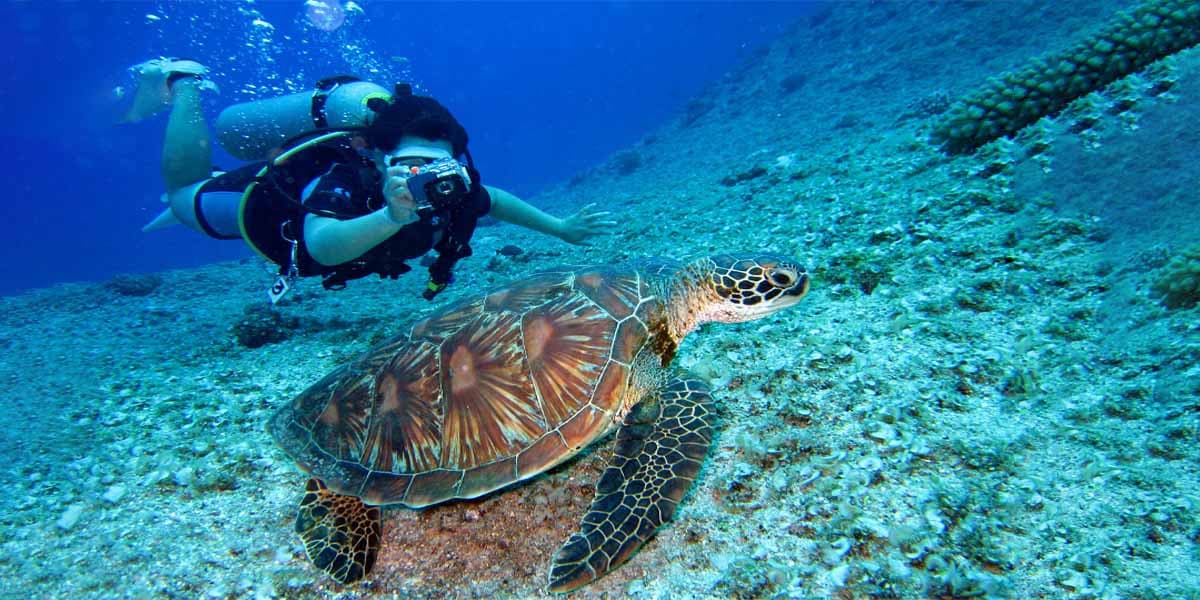 Dive into Paradise