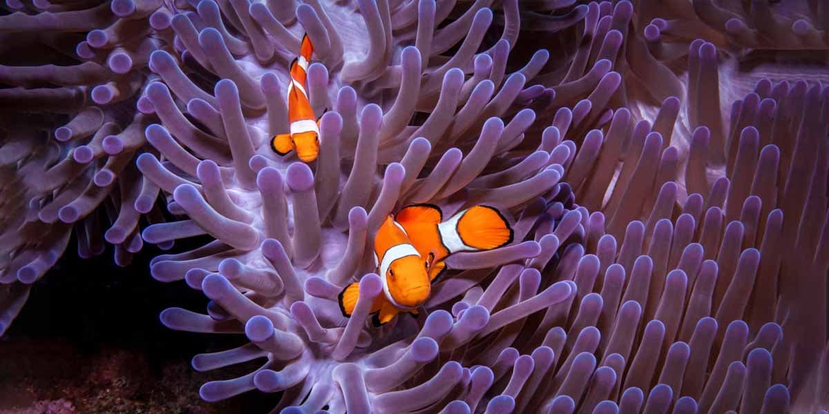 Underwater Memories